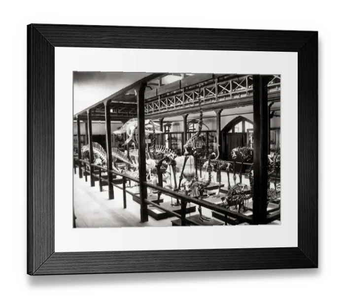 Framed Print : c. 1880s - New Zealand - dinosaur (?) skeletons in Christchurch museum Framed Print : c. 1880s - New Zealand - dinosaur (?) skeletons in Christchurch museum