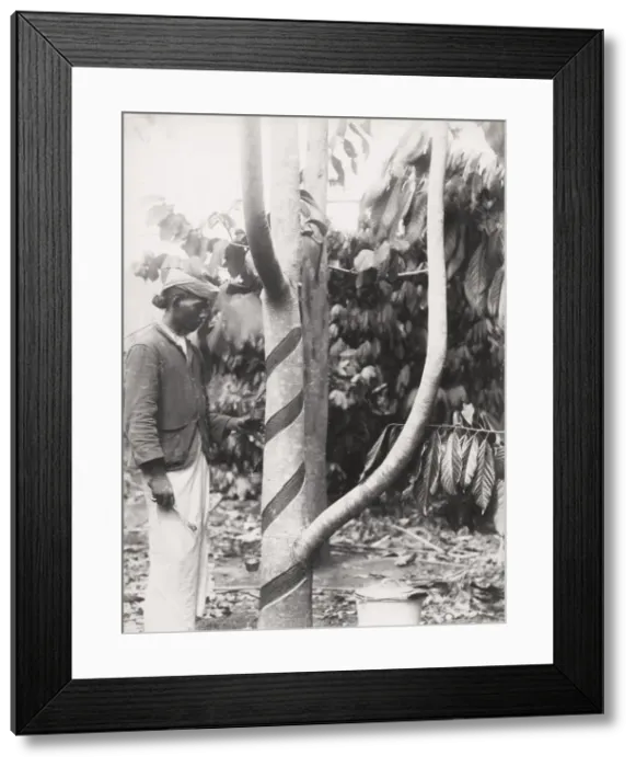 Framed Print : Tapping a tree for rubber ? likely Ceylon, Sri Lanka Framed Print : Tapping a tree for rubber ? likely Ceylon, Sri Lanka