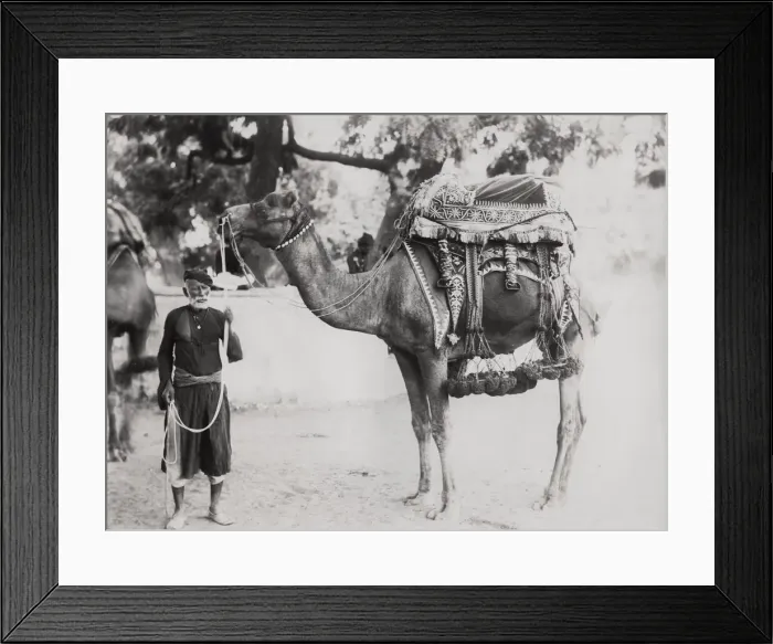 Framed Print : India, man with a camel Framed Print : India, man with a camel