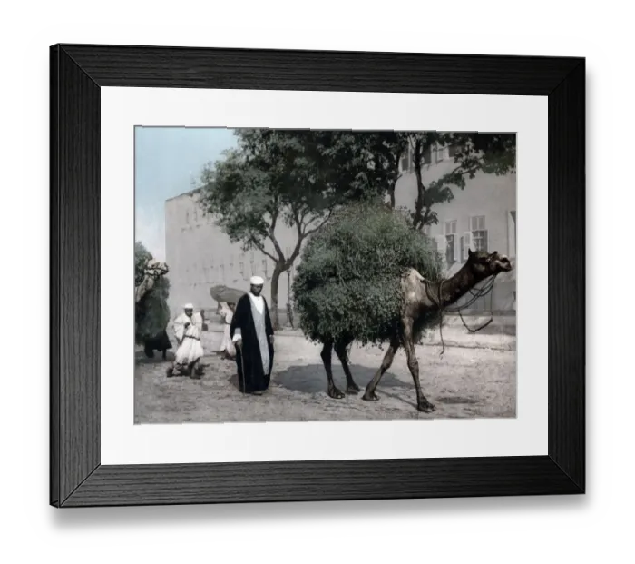 Framed Print : Camel carrying load, Cairo, Japan, c. 1890 s Framed Print : Camel carrying load, Cairo, Japan, c. 1890 s