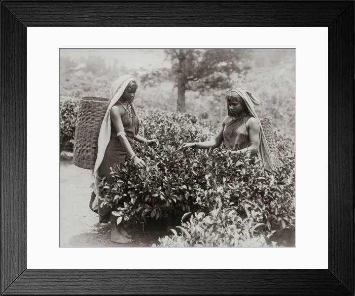 Framed Print : Women picking tea, India, c. 1890 Framed Print : Women picking tea, India, c. 1890