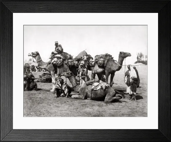 Framed Print : Camel train resting, Egypt. c. 1890 s Framed Print : Camel train resting, Egypt. c. 1890 s