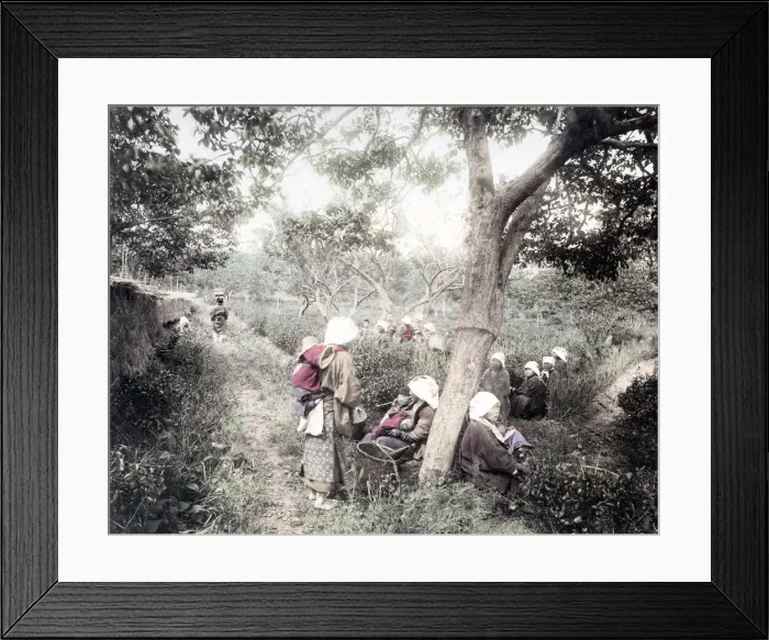 Framed Print : c. 1880s Japan - farm workers picking tea Framed Print : c. 1880s Japan - farm workers picking tea
