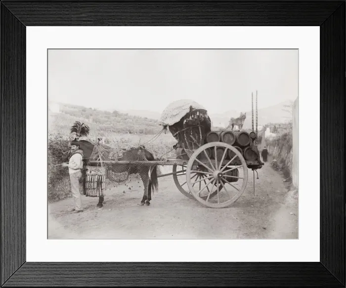 Framed Print : Vintage 19th century photograph: horse and cart with wine barrels, vicinity of Rome Framed Print : Vintage 19th century photograph: horse and cart with wine barrels, vicinity of Rome