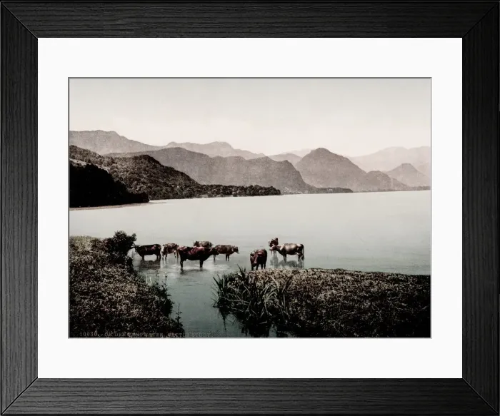 Framed Print : Vintage 19th century / 1900 photograph: cattle in the lake, Derwentwater Framed Print : Vintage 19th century / 1900 photograph: cattle in the lake, Derwentwater
