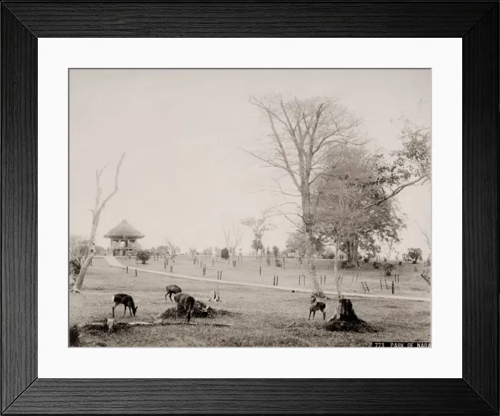Framed Print : Vintage 19th century photograph: deer in the park at Nara, Japan Framed Print : Vintage 19th century photograph: deer in the park at Nara, Japan