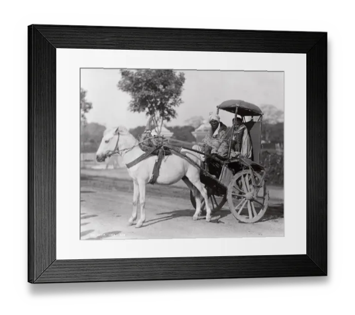 Framed Print : Late 19th century photograph: Ekka, single horse carriage, hackney, India Framed Print : Late 19th century photograph: Ekka, single horse carriage, hackney, India