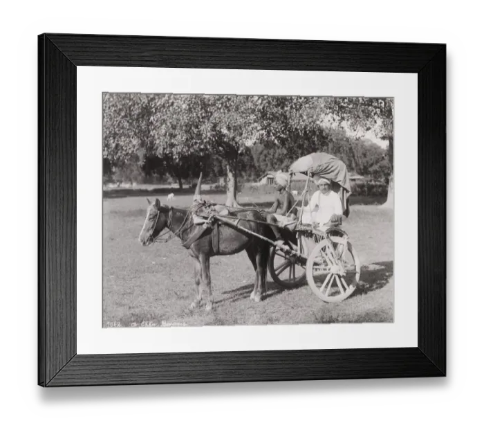 Framed Print : Late 19th century photograph: Ekka, single horse carriage, hackney, India Framed Print : Late 19th century photograph: Ekka, single horse carriage, hackney, India