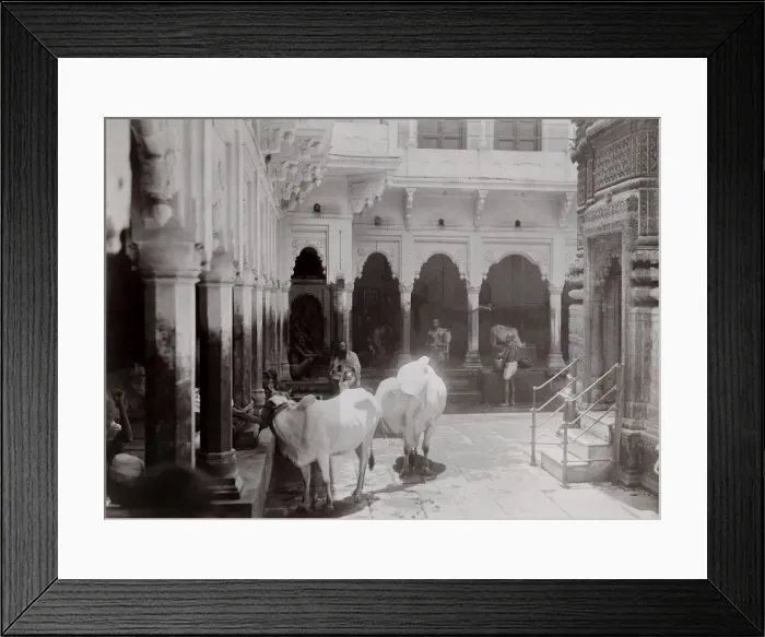 Framed Print : Late 19th century photograph: Cattle, cows in a temple complex, India Framed Print : Late 19th century photograph: Cattle, cows in a temple complex, India