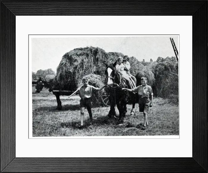 Framed Print : Haymaking, Fyfield Residential Open Air School, Essex Framed Print : Haymaking, Fyfield Residential Open Air School, Essex
