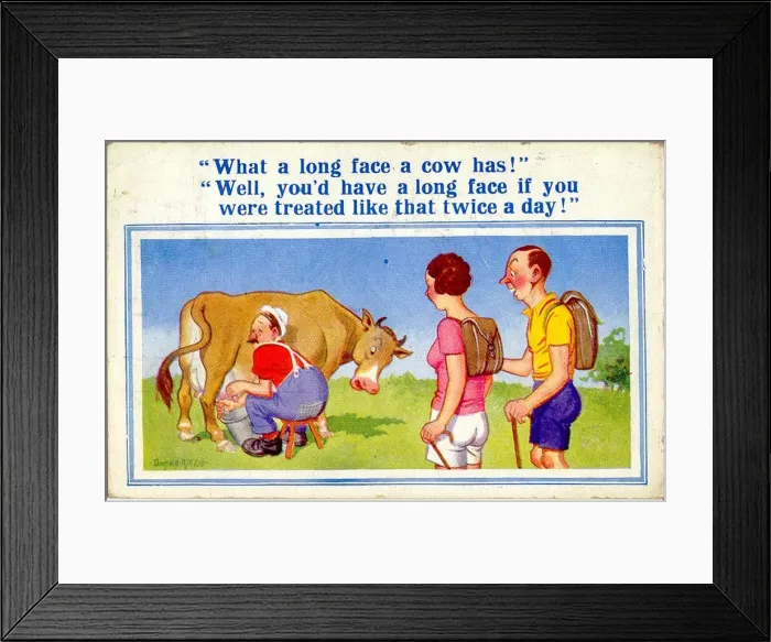 Framed Print : Comic postcard, Long-faced cow being milked Framed Print : Comic postcard, Long-faced cow being milked