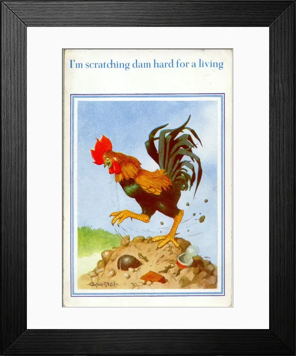 Framed Print : Comic postcard, Cockerel scratching for a living Date: 20th century Framed Print : Comic postcard, Cockerel scratching for a living Date: 20th century