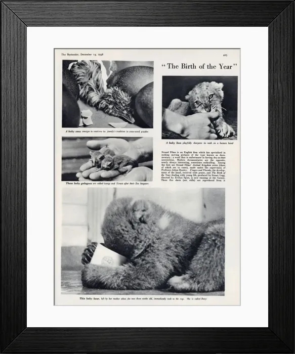 Framed Print : The Birth of the Year, Evelyn Spice film Framed Print : The Birth of the Year, Evelyn Spice film