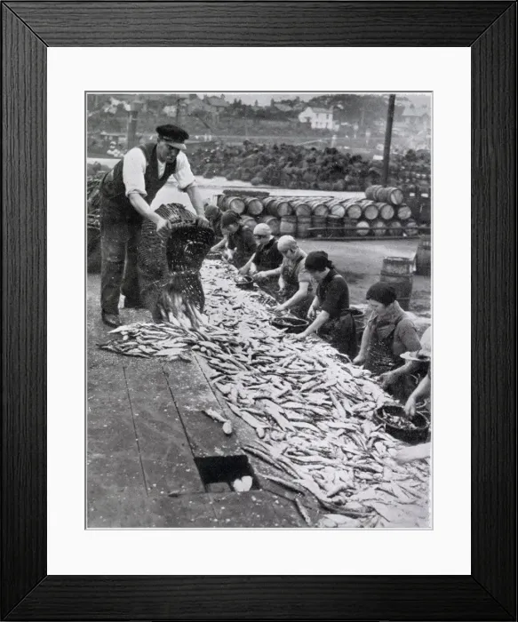 Framed Print : Herring Harvest in Great Yarmouth 1934 Framed Print : Herring Harvest in Great Yarmouth 1934