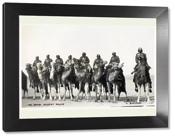 Iraqi Desert Police, mounted on camels