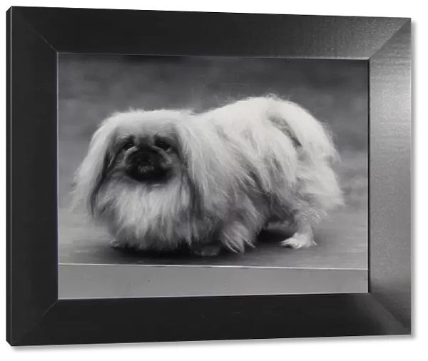Ch. Tul Tuo of Alderbourne, owned by the Misses Ashton Cross. Pekingese. Date: 1958