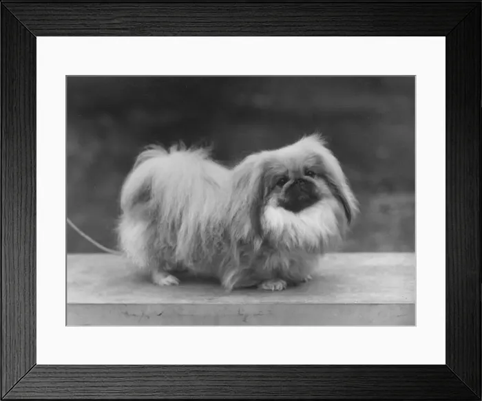 Framed Print : Ch. Tul Tuo of Alderbourne, owned by the Misses Ashton Cross. Pekingese. Date: 1958 Framed Print : Ch. Tul Tuo of Alderbourne, owned by the Misses Ashton Cross. Pekingese. Date: 1958