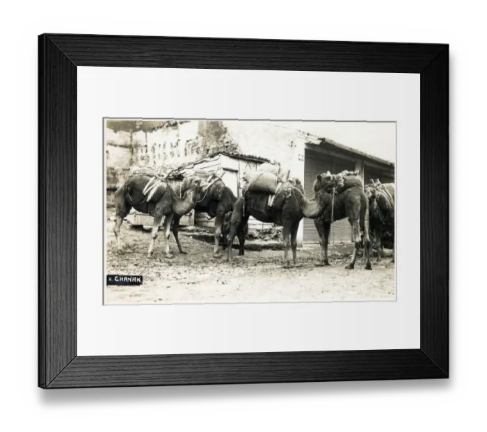 Framed Print : Chanakkale (Chanak, formerly Dardanellia ) on the Turkish Dardanelles coast (Gallipoli Peninsula) - A Camel Train. The correspondent of this card notes that the camels look nice, but OH how they stink and they make the footpaths SO slushy