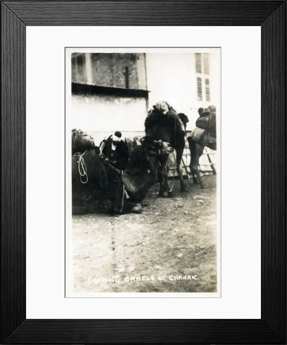 Framed Print : Chanakkale (Chanak, formerly Dardanellia ) on the Turkish Dardanelles coast (Gallipoli Peninsula) - Loading a Camel Train. Date: 1923 Framed Print : Chanakkale (Chanak, formerly Dardanellia ) on the Turkish Dardanelles coast (Gallipoli Peninsula) - Loading a Camel Train. Date: 1923