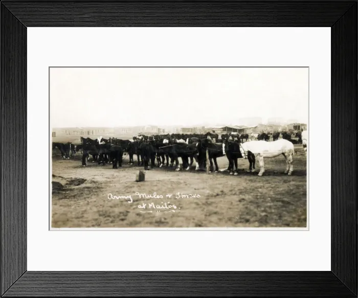 Framed Print : Maitos, Chanakkale - Dardanelles, Turkey - Army mules and horses. Date: 1923 Framed Print : Maitos, Chanakkale - Dardanelles, Turkey - Army mules and horses. Date: 1923
