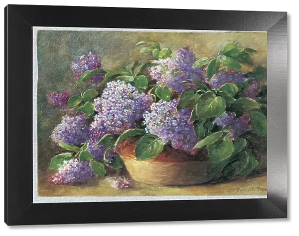 Lilacs by Annie L. Pressland