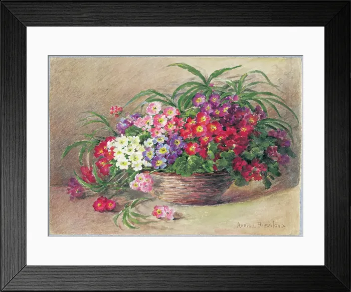 Framed Print : Primulas by Annie L. Pressland Framed Print : Primulas by Annie L. Pressland