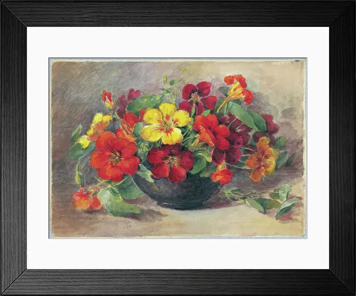 Framed Print : Nasturtiums Framed Print : Nasturtiums