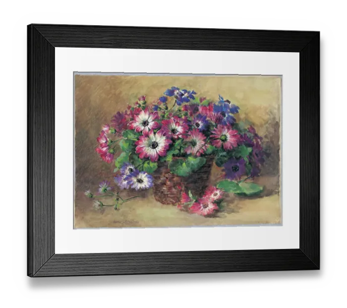 Framed Print : Cinerarias Framed Print : Cinerarias