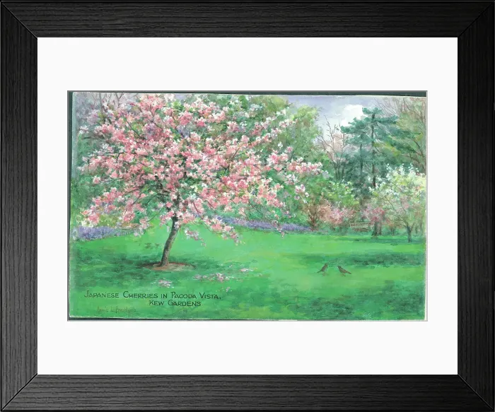 Framed Print : Text: Japanese Cherries in Pagoda Vista, Kew Gardens Framed Print : Text: Japanese Cherries in Pagoda Vista, Kew Gardens
