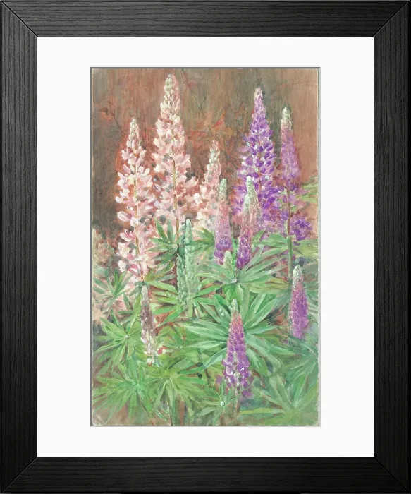 Framed Print : Lupins Flowers Flower arrangement Watercolour Framed Print : Lupins Flowers Flower arrangement Watercolour