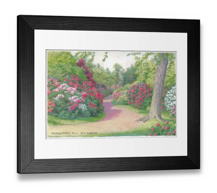 Framed Print : Kew Gardens, Rhododendron Dell, London Framed Print : Kew Gardens, Rhododendron Dell, London