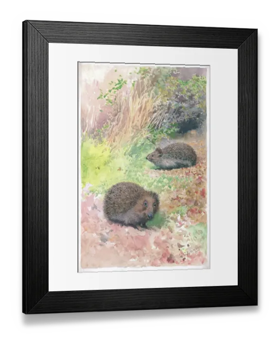 Framed Print : Hedgehogs by Charles Howard Framed Print : Hedgehogs by Charles Howard