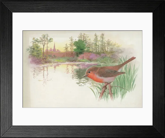 Framed Print : Robin by Charles Howard Framed Print : Robin by Charles Howard