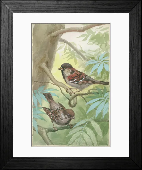 Framed Print : Male and female House Sparrow Framed Print : Male and female House Sparrow