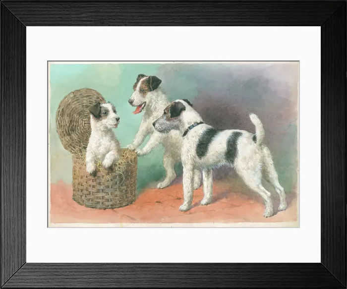 Framed Print : Wire-haired Terriers Framed Print : Wire-haired Terriers
