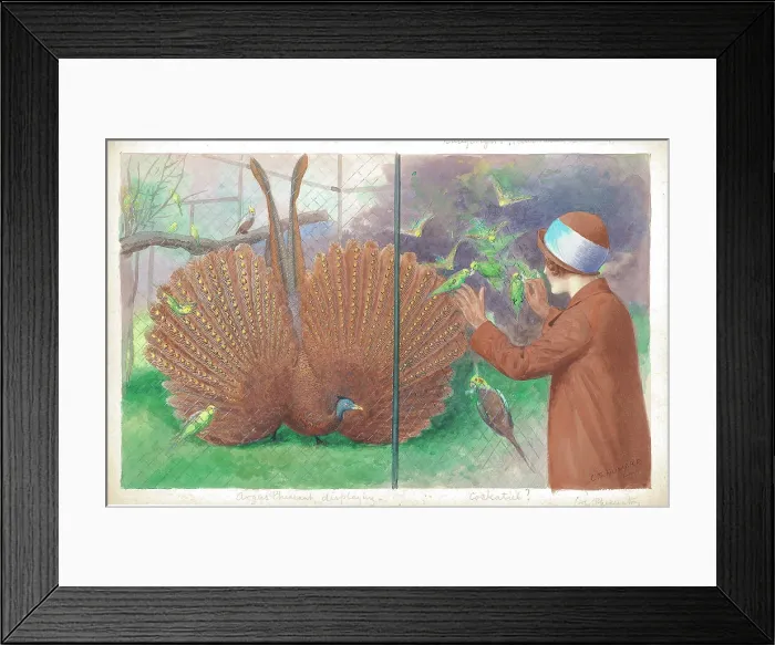 Framed Print : Argus Pheasant, displaying at London Zoo Framed Print : Argus Pheasant, displaying at London Zoo