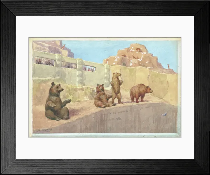 Framed Print : Brown Bears and Barbary Sheep on Mappin Terrace - London Zoo Framed Print : Brown Bears and Barbary Sheep on Mappin Terrace - London Zoo