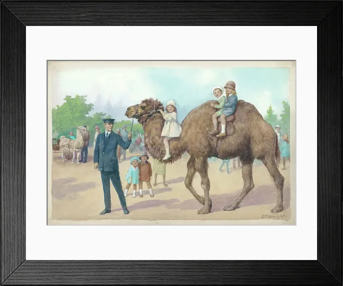 Framed Print : Camel Ride at London Zoo Framed Print : Camel Ride at London Zoo
