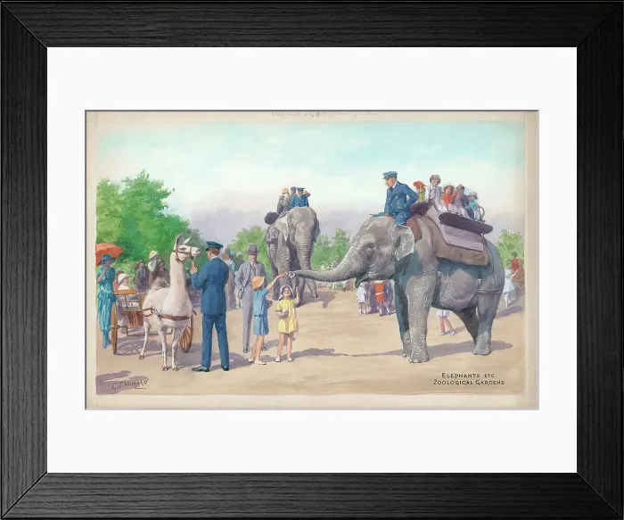 Framed Print : Elephant Rides at London Zoo Framed Print : Elephant Rides at London Zoo
