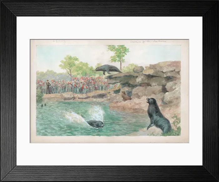 Framed Print : Exercise for the Sea Lions at London Zoo Framed Print : Exercise for the Sea Lions at London Zoo