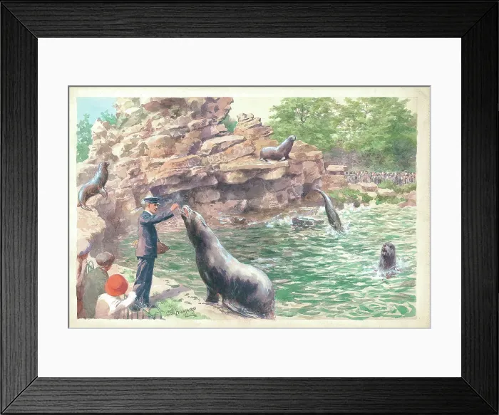 Framed Print : Feeding Time The Sea Lions Pond at London Zoo Framed Print : Feeding Time The Sea Lions Pond at London Zoo