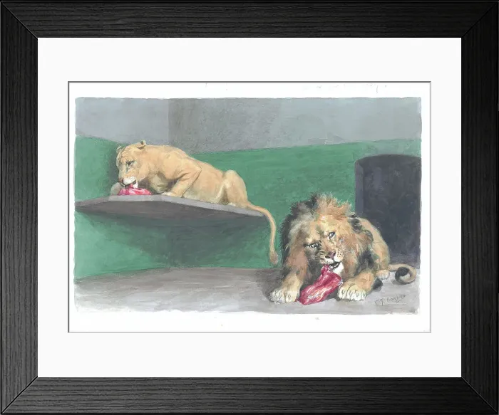 Framed Print : Feeding Time at the Zoo, the lions at London Zoo Framed Print : Feeding Time at the Zoo, the lions at London Zoo