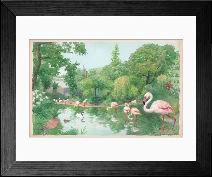 Framed Print : Flamingoes at London Zoo Framed Print : Flamingoes at London Zoo