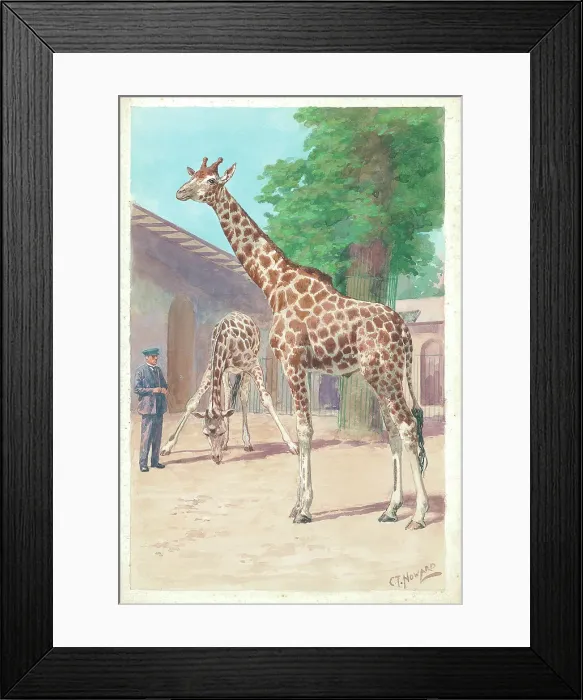Framed Print : Giraffes at London Zoo animals Watercolour painting Framed Print : Giraffes at London Zoo animals Watercolour painting