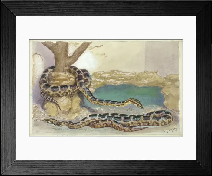 Framed Print : Indian Pythons at London Zoo Framed Print : Indian Pythons at London Zoo