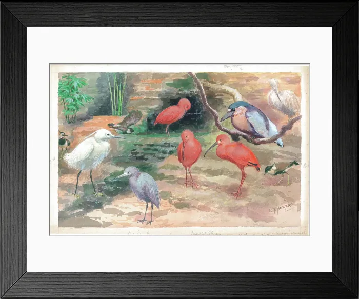 Framed Print : In the Diving Birds House at London Zoo animals Framed Print : In the Diving Birds House at London Zoo animals