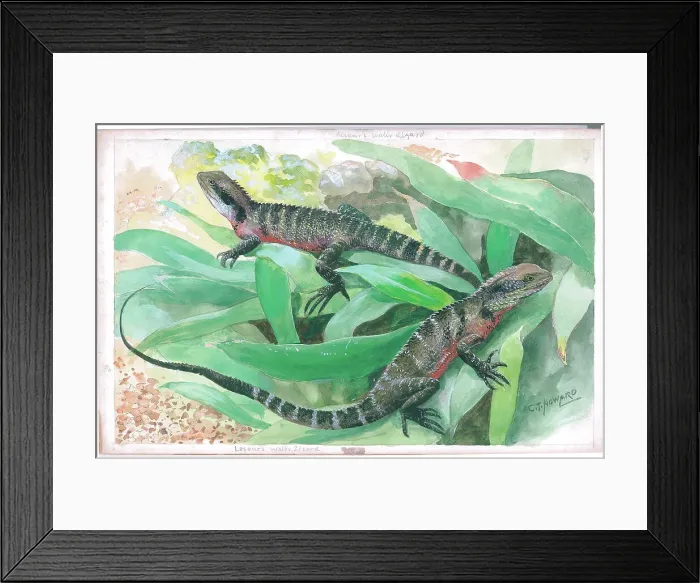 Framed Print : Leseur's Water Lizards at London Zoo Framed Print : Leseur's Water Lizards at London Zoo