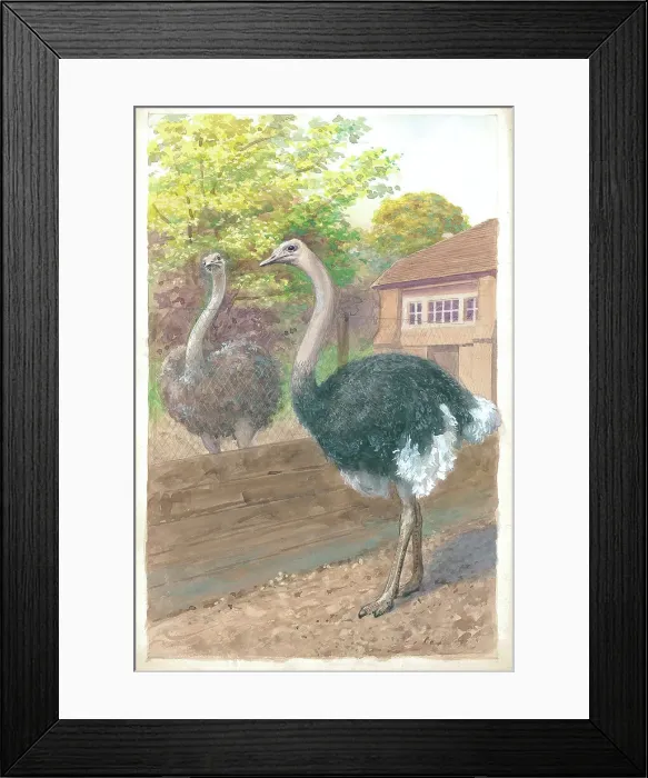 Framed Print : Ostriches at London Zoo Framed Print : Ostriches at London Zoo