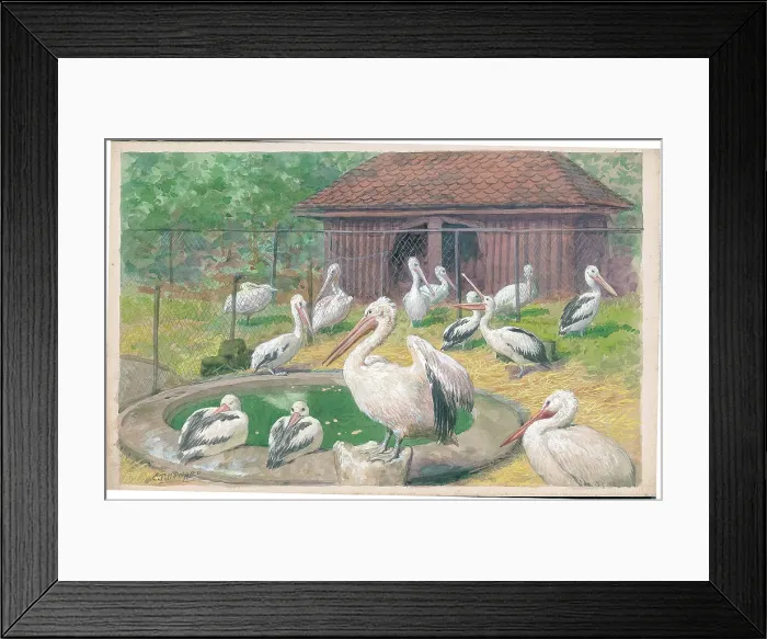 Framed Print : Pelicans at London Zoo Framed Print : Pelicans at London Zoo