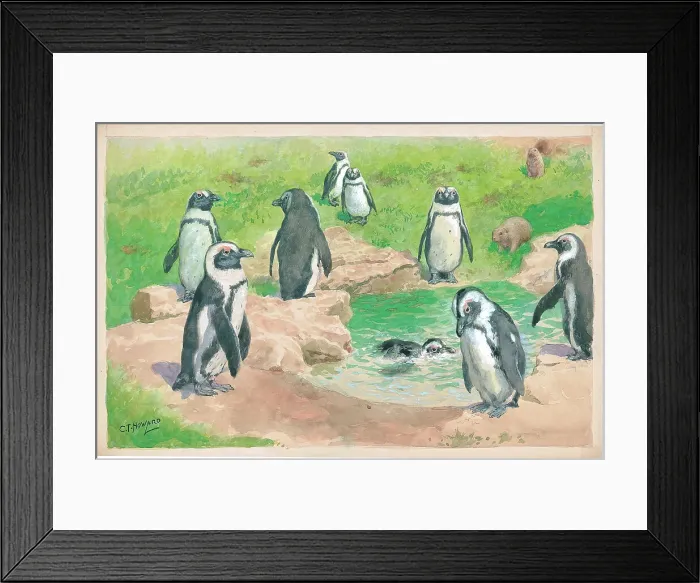 Framed Print : Penguins at London Zoo Framed Print : Penguins at London Zoo